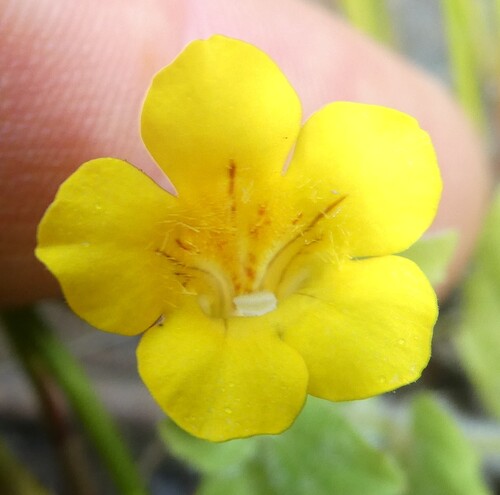 Erythranthe moschata, photograph 6