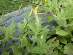 Erythranthe moschata, photograph author not stated, no rights reserved