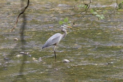 Ardea herodias