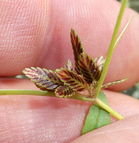 Cyperus bipartitus, photograph 5