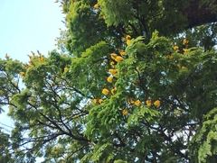 Cenostigma pluviosum