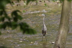 Ardea herodias