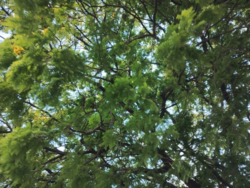 Cenostigma pluviosum, photograph 1