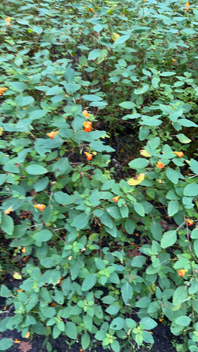 common jewelweed