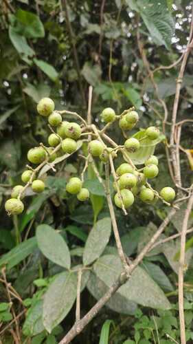 Myrcia tomentosa observed 2026-09-17