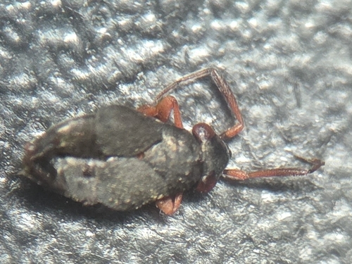 Chlamydatus ruficornis