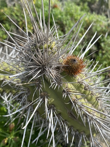 Eulychnia castanea