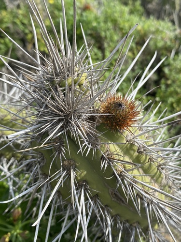 Eulychnia castanea, photograph 2