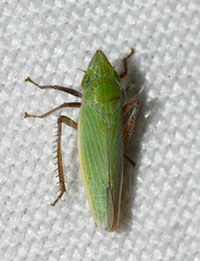 Draeculacephala bradleyi