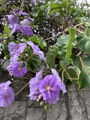 Solanum wendlandii