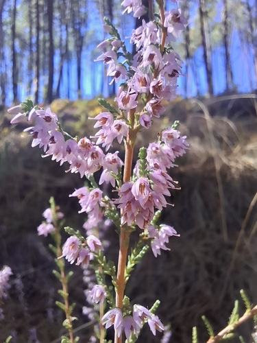 common heather