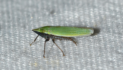Draeculacephala bradleyi