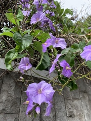 Solanum wendlandii