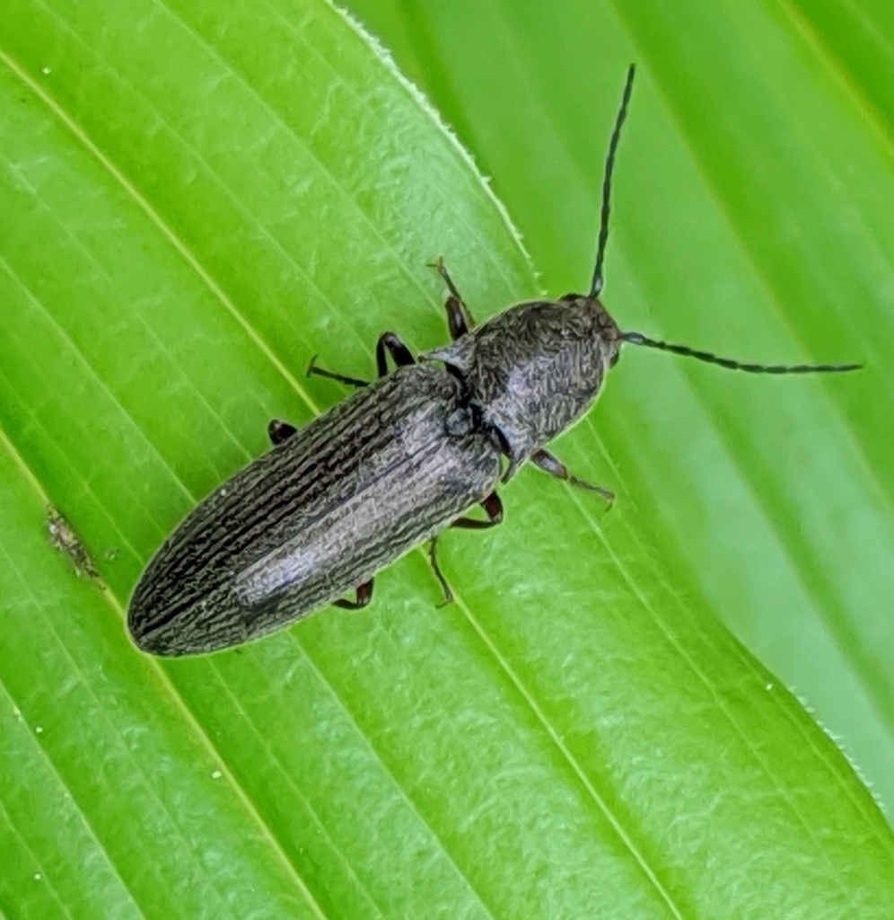 Proludius silvaticus