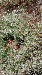 Spergularia macrotheca macrotheca