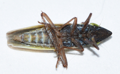 Draeculacephala bradleyi