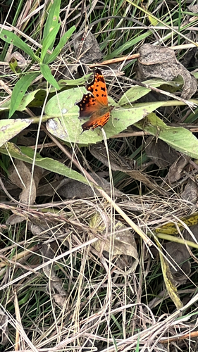 Eastern Comma