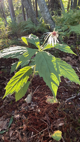 whorled wood aster