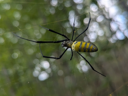 Joro Spider
