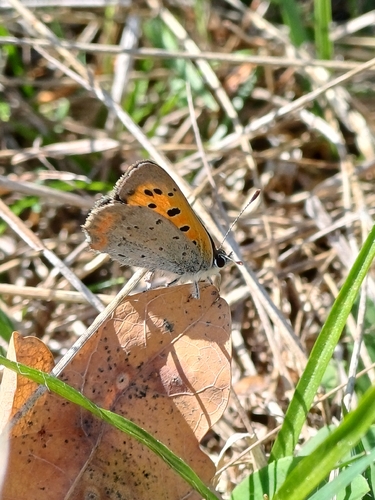 Small Copper
