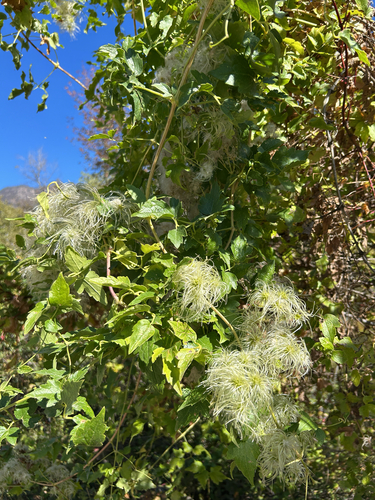 Clematis ligusticifolia, photograph 5