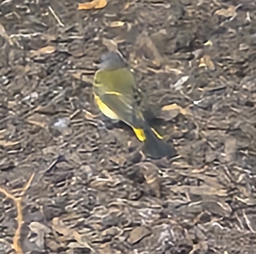American Redstart