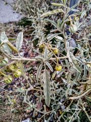 Solanum elaeagnifolium