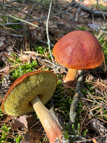 Aureoboletus projectellus