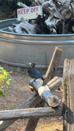 Steller's Jay