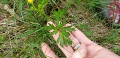 Ranunculus polyanthemos