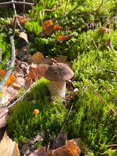 Brown Birch-bolete