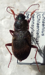 Chlaenius impunctifrons