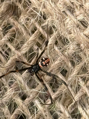 Southern Black Widow