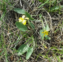 Viola vallicola