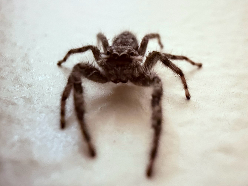 Tan Jumping Spider