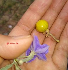 Solanum elaeagnifolium