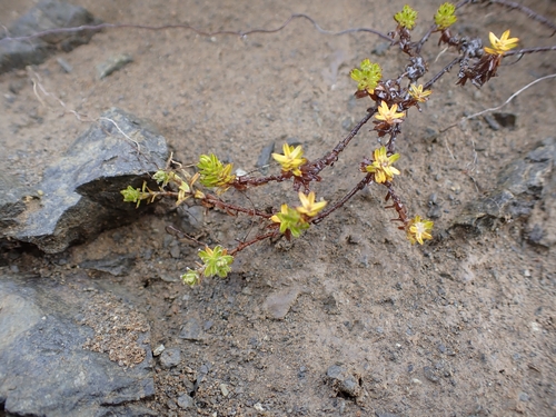 Raoulia glabra, photograph 2