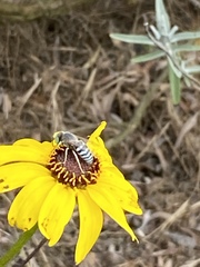 Bembix americana comata