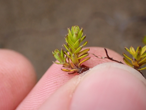 Raoulia glabra, photograph 3