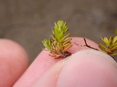 Raoulia glabra, photograph (c) Oscar Dove, some rights reserved (CC BY)