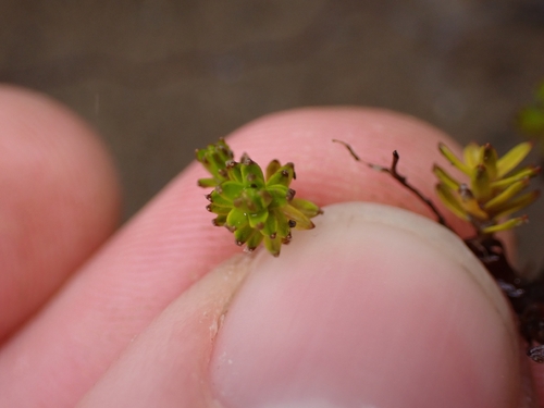 Raoulia glabra, photograph 4