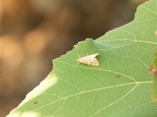 Old World Webworm