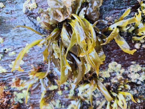 Mazzaella laminarioides observed 2026-09-18
