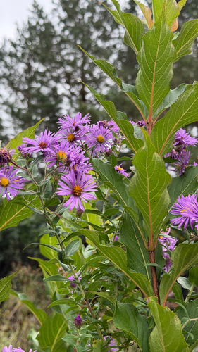 New England aster