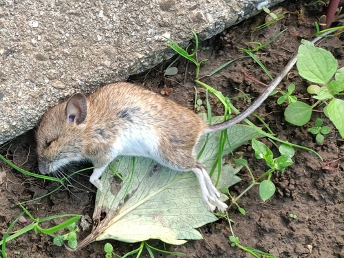 European Wood Mouse