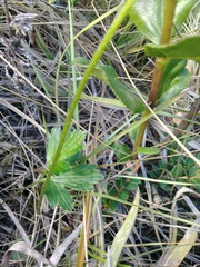 Ranunculus praemorsus