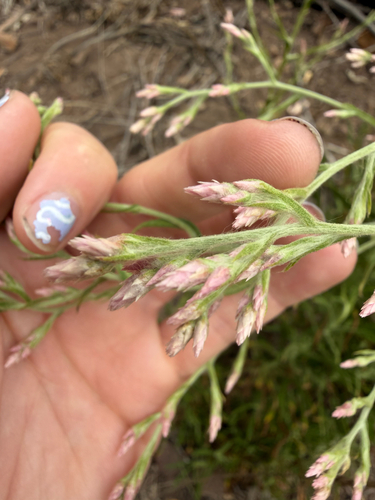 Pseudognaphalium ramosissimum observed 2026-09-18