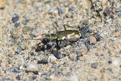 Cicindela decemnotata