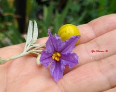 Solanum elaeagnifolium