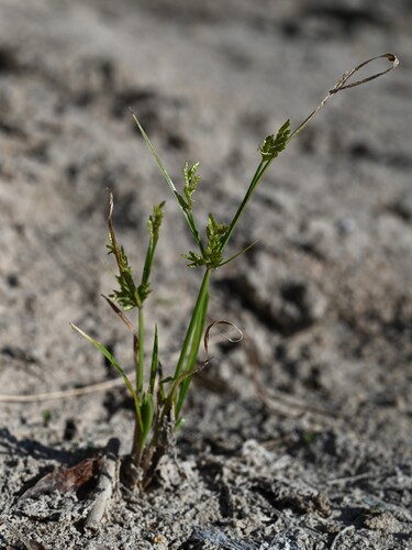 Cyperus iria, photograph 3